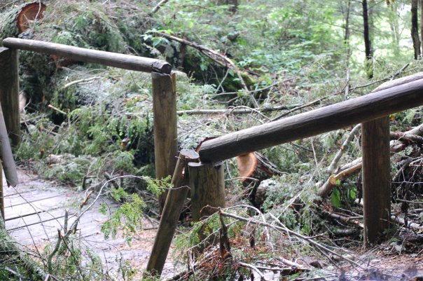 Last summer's tornado damage where Wildflower loop intersected with Dog Slaughter trail. 