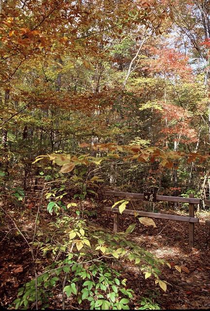 From the Trail near Pine mountain SP