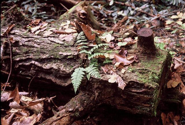 Forest Floor Daniel Boone National Forest