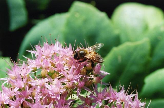 Bee on Flower.01