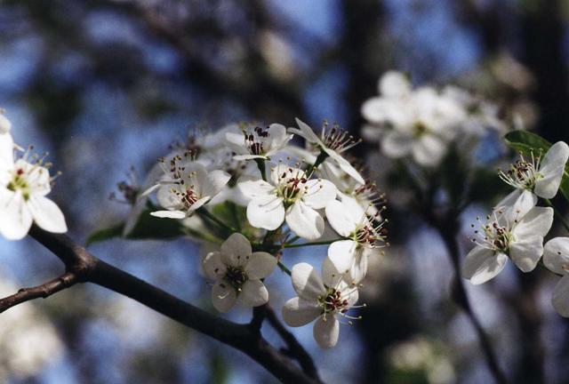 Dogwoods in bloom