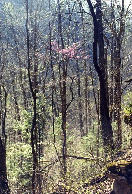 Forest pic by natural bridge