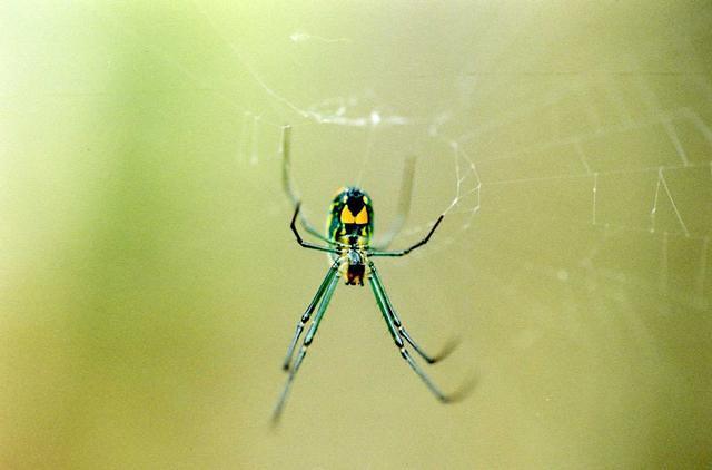 Green Spider.01