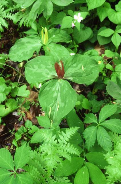 Woodland bloom-Trillium-forest floor