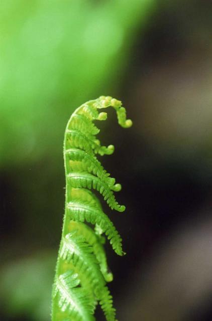 Fern macro