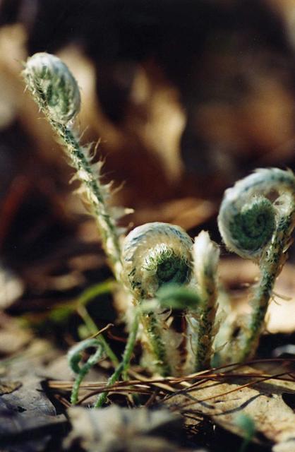 New born ferns just popping thru the leaves