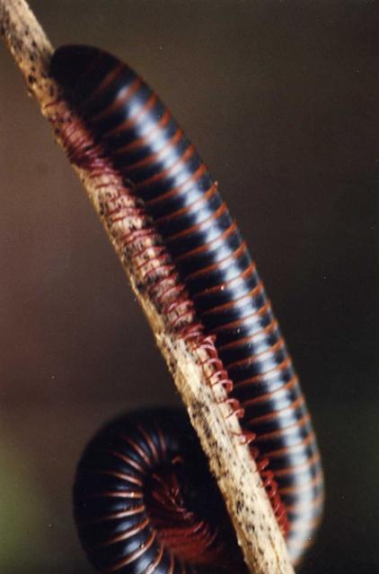 Millipede.01