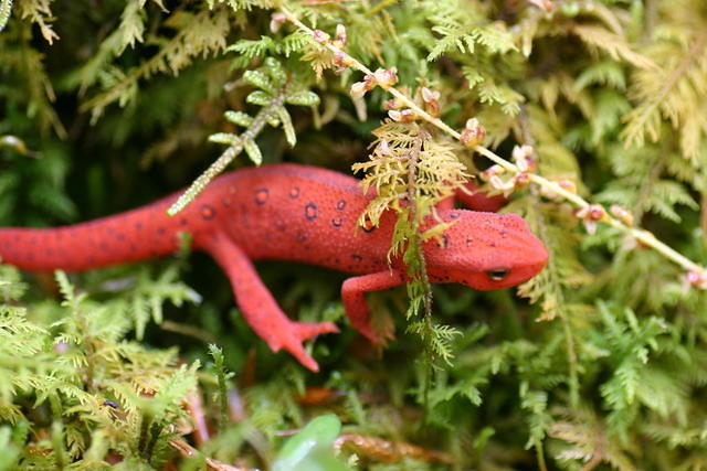 Orange Salamander seems to glide over the moss
