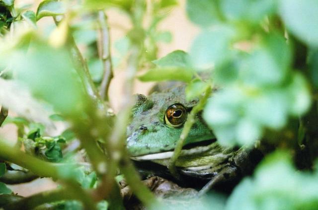 Peek A Boo Frog