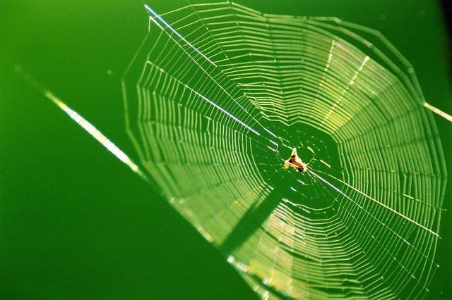 Spider web on green.01