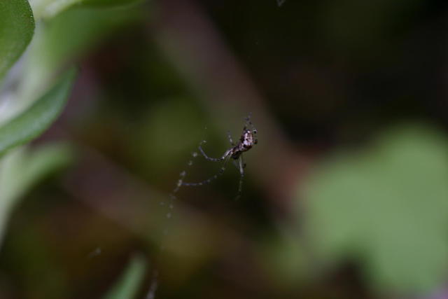 Itty Bitty Spider no bigger than a Taylors pin-took this shot with a 1:1 ratio Macro Zoom lense roughly 4 inches away