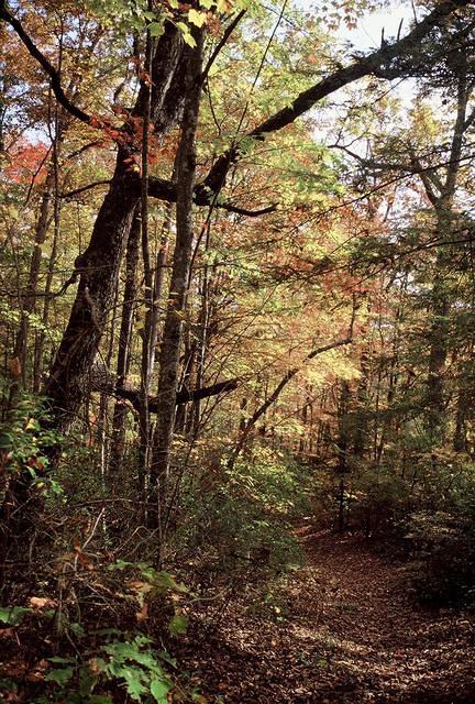 Trail of Pine Mountain