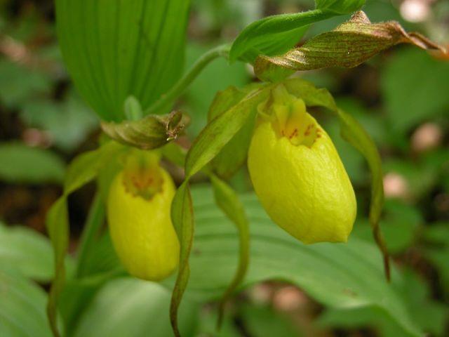 Yellow Slipper, May 8, 2005, Red River Gorge