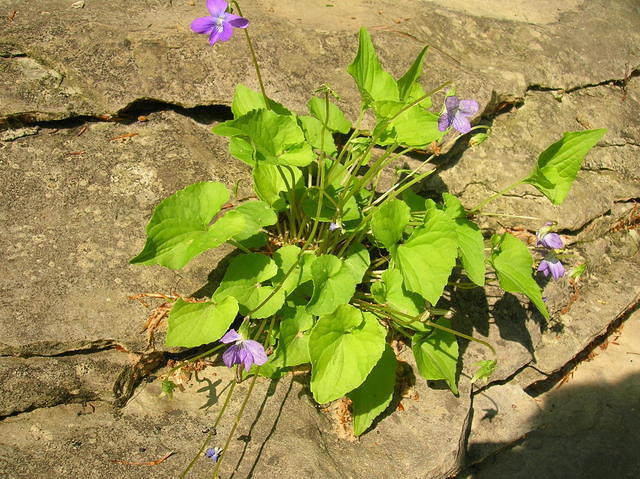 Common Blue Violet