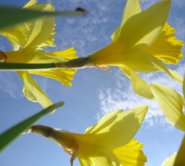 daffodils and sky
