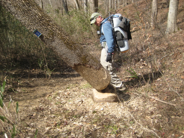 Beavers at work