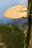 Mushroom on the Blue Bend Trail