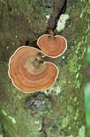 Fungi on the trail
