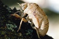 Cicada-locust shell.01