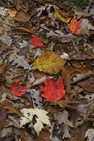Forest Floor in the Fall