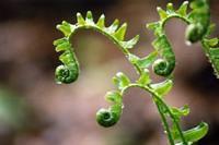 New born ferns with dew dripping