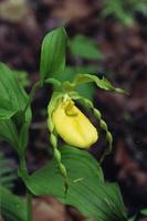 Yellow Lady slipper very very rare-look for the smaller KY Yellow lady slipper