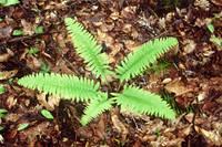 Fern forming a star pattern on the forest floor