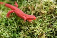 Orange Salamander not sure of name