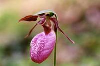 Pink Lady Slipper very rare-watch your step and look out for the ever rarer Yellow lady slipper and the Ky yellow lady slipper-looks somewhat different from the pink