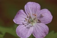 Wild Geranium-notice the nats-this bloom is as big as your thumb nail