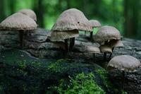 Close up of some mushrooms