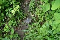 Talk about irony...a turtle traveling on the Sheltowee Trace.