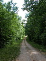 Forest Service Road above Poison Honey Fork 