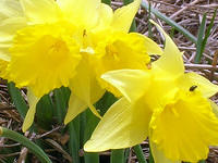 daffodils and beetle