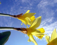 daffodils and sky 2